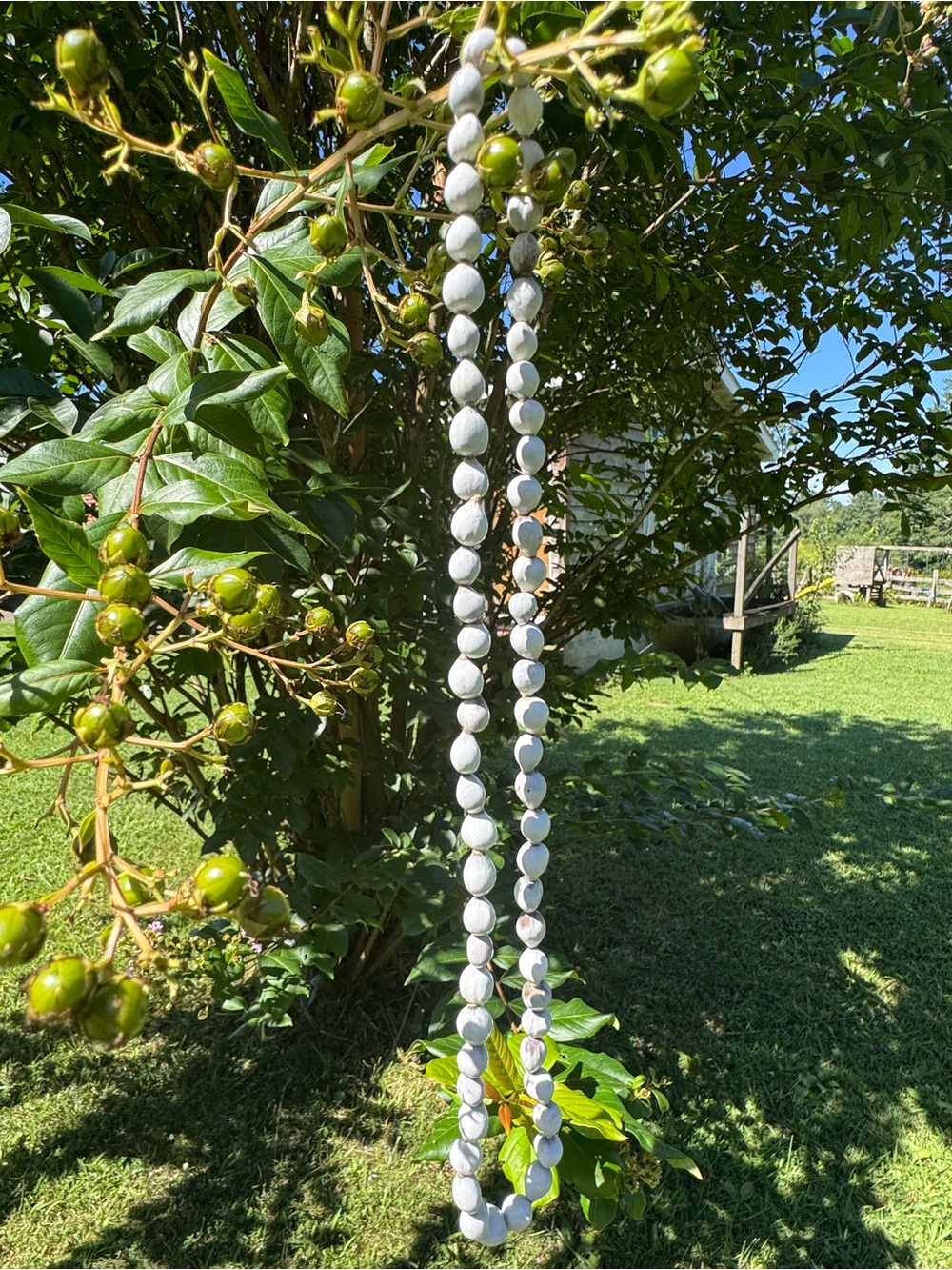 Handmade Hawaiian Job’s Tears Necklace Lei